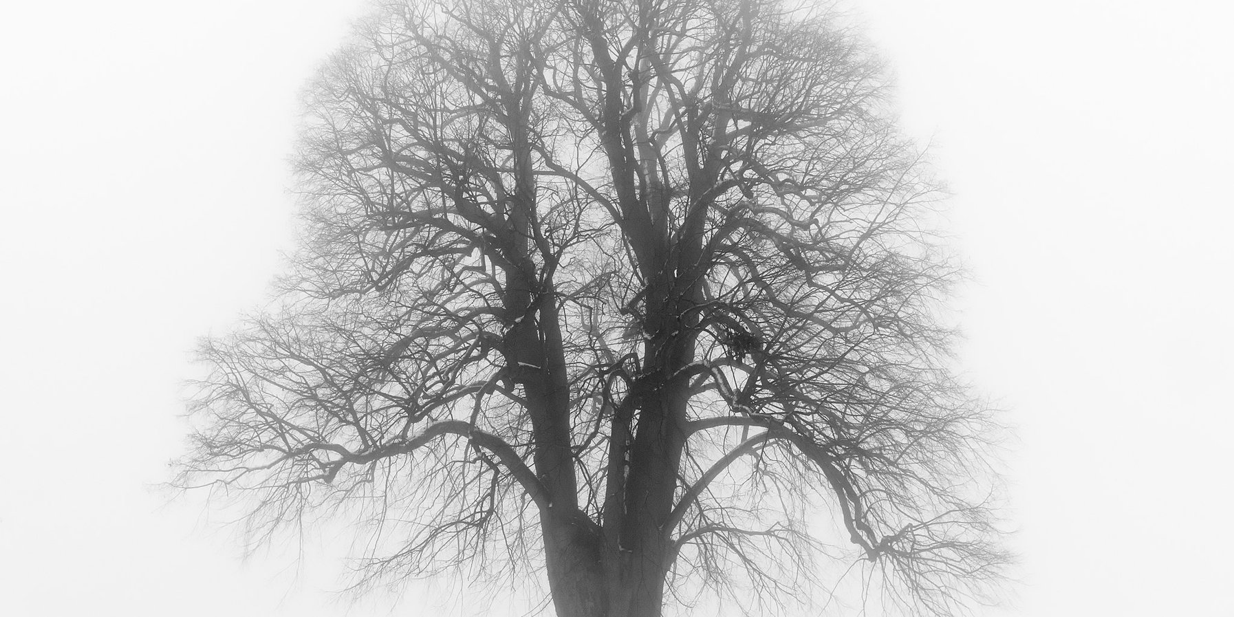 Lindenbaum im Schnee, Winter. Photographie