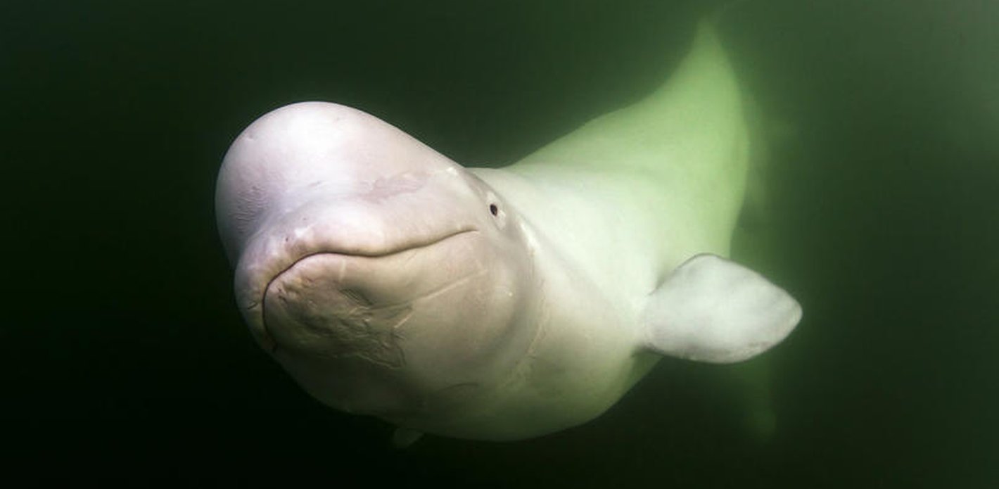 Leidenschaft Ozena / Uli Kunz