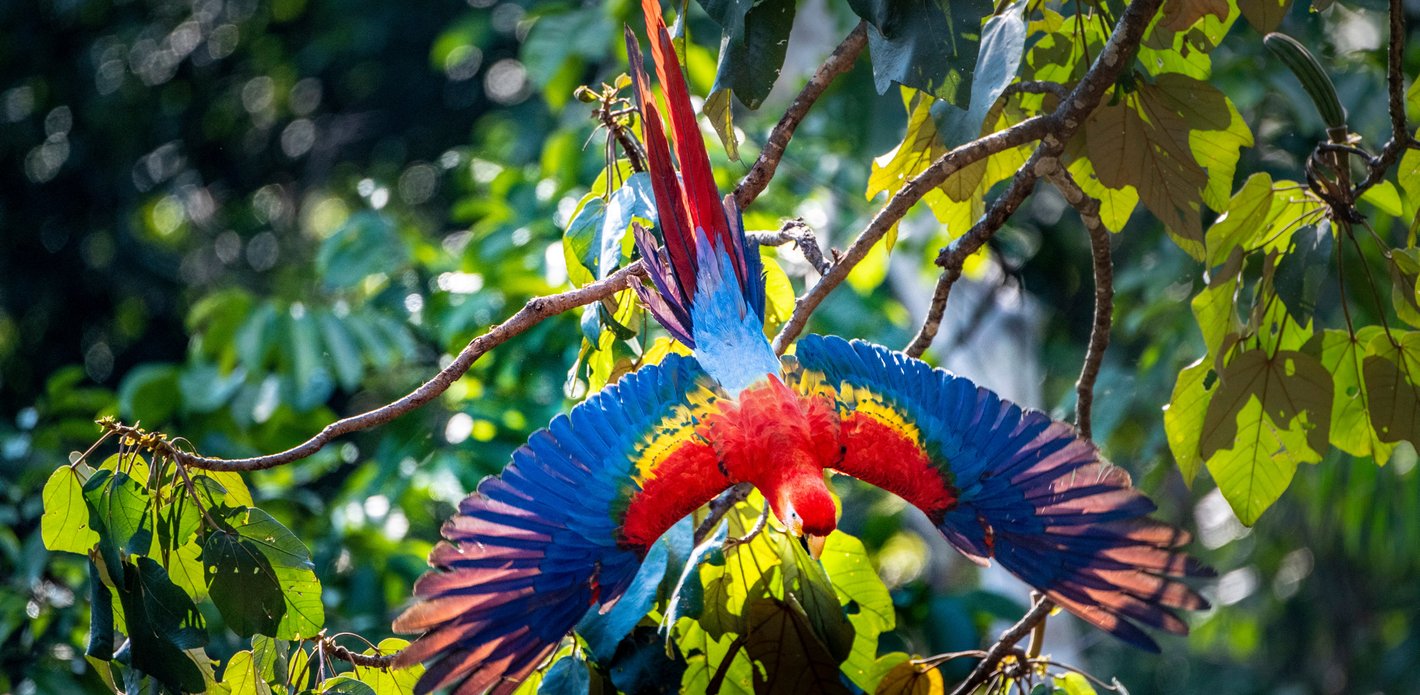 Macaw in the Amazon
