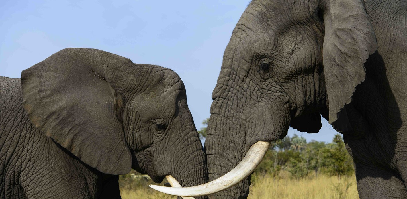 Multivisionsvortrag »Namibia & Botswana«