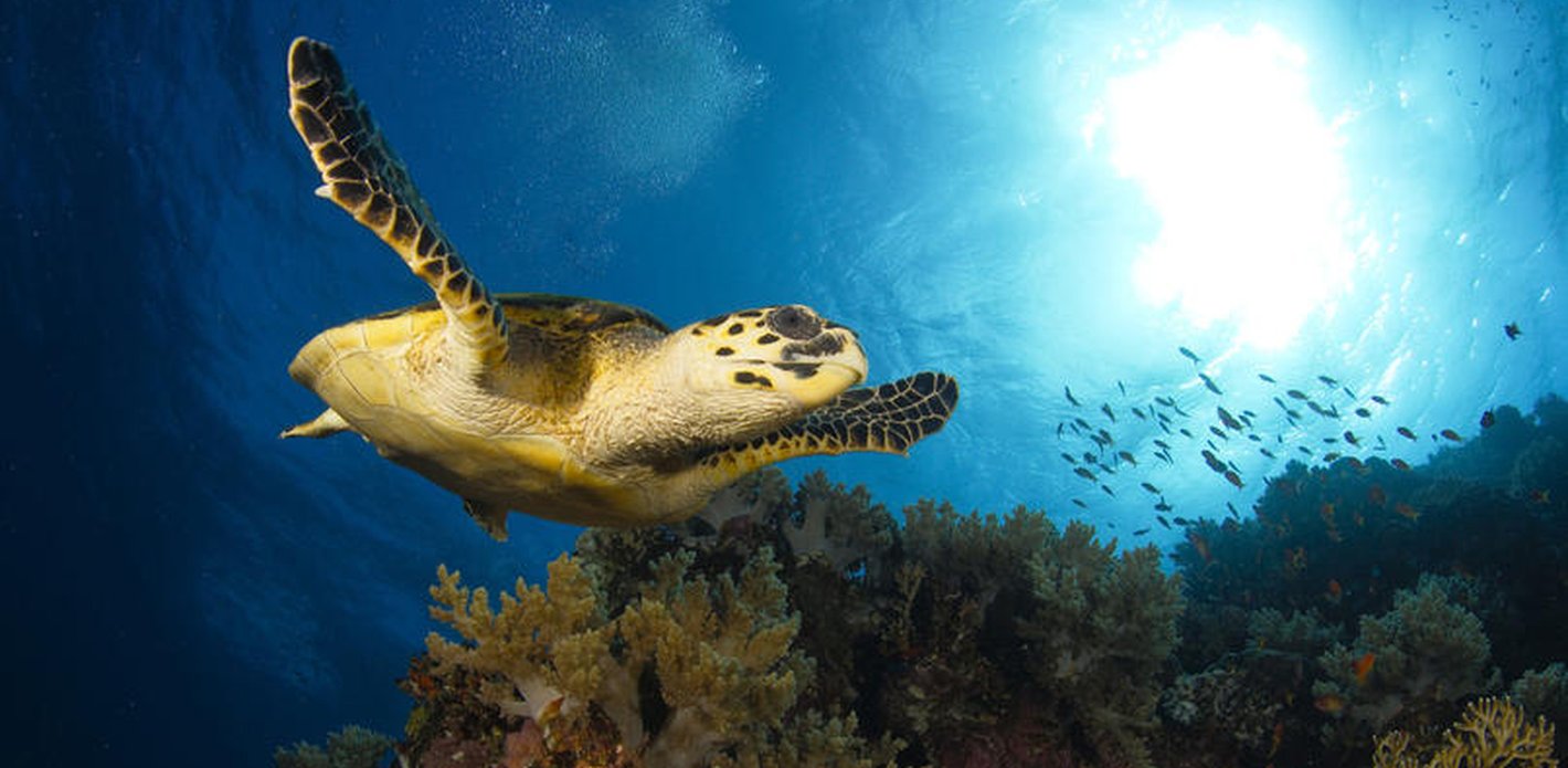 Leidenschaft Ozean / Uli Kunz