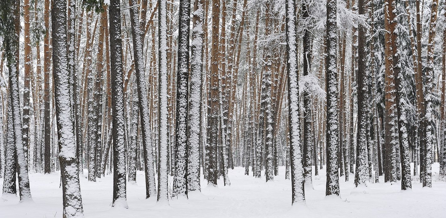 verschneiter Birkenwald