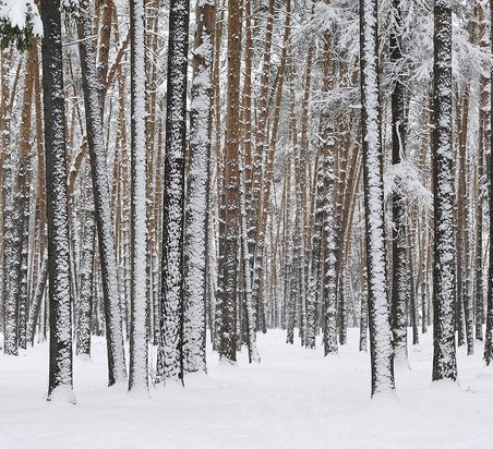 verschneiter Birkenwald