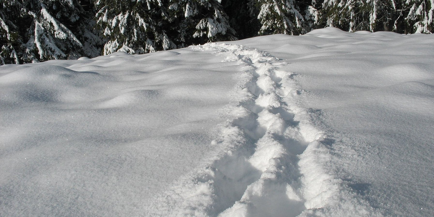 Fußspuren in Schneelandschaft vor Wald